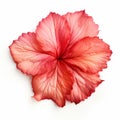 Layered Imagery Of Hibiscus Flower On White Background