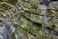 Layered slabs of Triassic limestone in the Alps, with equidistant layer thicknesses, and a spring runner, selective focus
