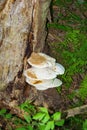 Layered White Oyster Mushrooms on a Dead Tree