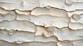 Layered White Wood Texture Background Design Royalty Free Stock Photo