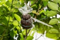 Layering, Plant propagation Royalty Free Stock Photo