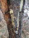 Layers of bark encasing ponderosa pine