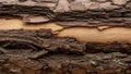 Layers of brown peeling sections. The outer layers show a gradation of Royalty Free Stock Photo