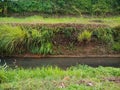 Layers of earth, grasses and water, layered, soils, rural, nature, green lushes, green nature Royalty Free Stock Photo