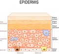 Layers of epidermis. epithelial cells of the skin