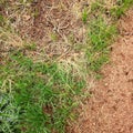 layers of grass and dirt a beautiful turf