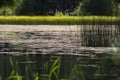 Layers of grasses, pond in Lakes Basin Royalty Free Stock Photo