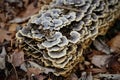 Of gray shelf mushrooms on a rotting tree trunk covered in green moss Royalty Free Stock Photo