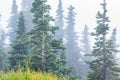 layers of green trees and grass meadow visable through dense fog Royalty Free Stock Photo