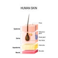 Layers of normal Human Skin Royalty Free Stock Photo