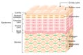 Layers of the Human skin. skin care concept