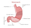 Layers of human stomach. vector illustration Royalty Free Stock Photo