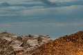 Layers of Logged Wood