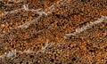 Layers of Logs Drying Before Milling