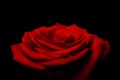 Layers of love petals - red rose Royalty Free Stock Photo