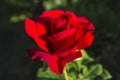 Layers of love petals - red rose Royalty Free Stock Photo