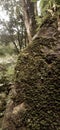 layers of moss on a mountain rock of a tropical rain forest Royalty Free Stock Photo