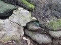 Layers of old asphalt covered with green moss.