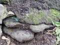 Layers of old asphalt covered with green moss.