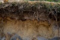 Layers of podzol soil Royalty Free Stock Photo