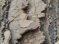 Layers of rock and sediment on the coastal rock