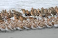 Layers of Shorebirds