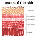 Layers of the skin in human body. Royalty Free Stock Photo