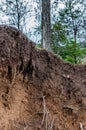 Layers of soil wet soil roots in soil soil profile soil zones tr Royalty Free Stock Photo