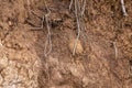 Layers of soil wet soil roots in soil soil profile soil zones Royalty Free Stock Photo