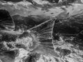 Layers and Textures in Underwater Close up of Kelp Forest and Gi