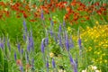 Layers, textures and a variety of colours in the planting scheme at Bressingham Gardens, Norfolk UK