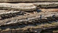 The layers are uneven creating an intricate pattern typical of mature trees Royalty Free Stock Photo