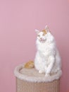 layful van cat siting on a scratching post. Vertical image. Royalty Free Stock Photo