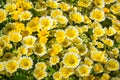 Layia platyglossa wildflowers commonly called coastal tidytips, blooming on the Pacific Ocean coast, Mori Point, Pacifica,