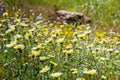 Layia platyglossa wildflowers commonly called coastal tidytips on field, California