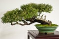 Fascinating bonsai in vase Royalty Free Stock Photo