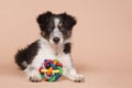 Laying border collie puppy with a toy