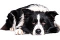 Laying border collie Royalty Free Stock Photo