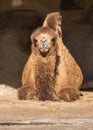 Laying Camel In Its Enclosure At Brookfield Zoo