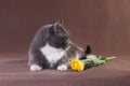 Laying cat looking at yellow tulip