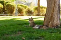 Laying cat under tree in sunny bright park outdoor nature environment summer time bright weather day, homeless animal theme