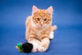 Cute orange kitten with a toy. Dark blue background