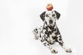 Laying Dalmatian dog with a red apple on his head on white background Royalty Free Stock Photo