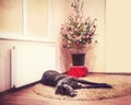 Laying dog at the christmas tree Royalty Free Stock Photo