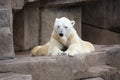 Laying down and Resting Polar Bear Royalty Free Stock Photo