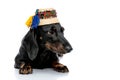 Laying down Teckel dog with traditional hat looking away Royalty Free Stock Photo