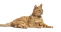 Laying down very old ginger cat with with lentigo on noise and lips Royalty Free Stock Photo