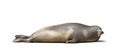 Laying Earless seal Royalty Free Stock Photo