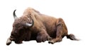 Laying european bison Royalty Free Stock Photo
