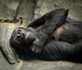 Laying Gorilla at Brookfield Zoo